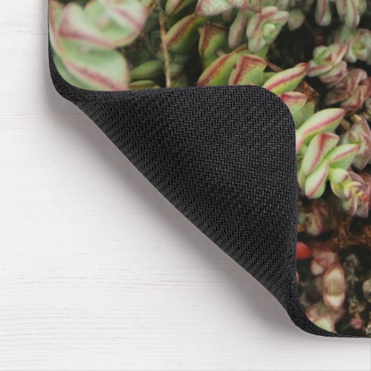 Krassula perforata mousepad (Ecke)
