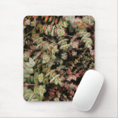Krassula perforata mousepad (Mit Mouse)