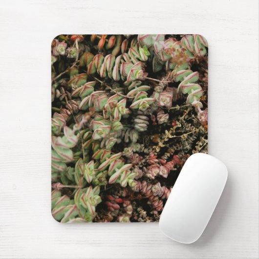 Krassula perforata mousepad (Mit Mouse)