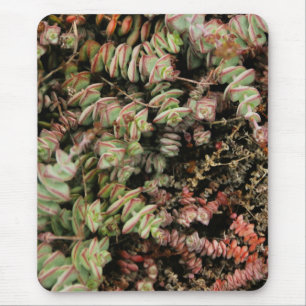 Krassula perforata mousepad