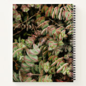 Krassula perforata notizblock (Rückseite)