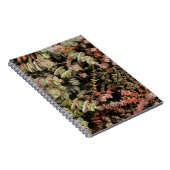 Krassula perforata notizblock (Rechte Seite)