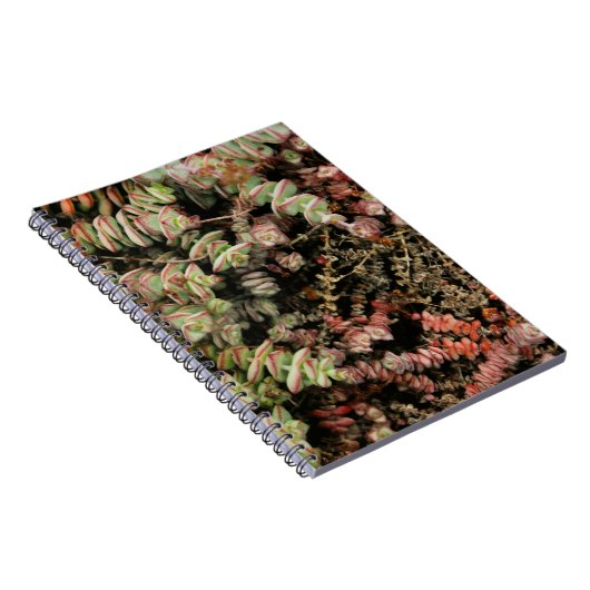 Krassula perforata notizblock (Rechte Seite)