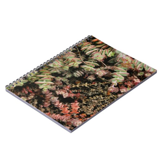 Krassula perforata notizblock (Linke Seite)