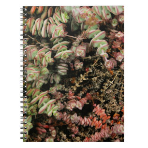 Krassula perforata notizblock