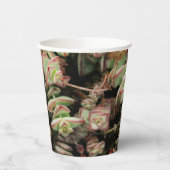 Krassula perforata pappbecher (Links)