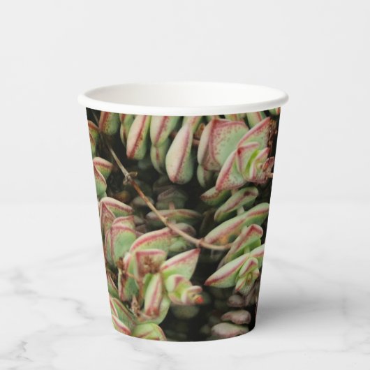Krassula perforata pappbecher (Vorderseite)