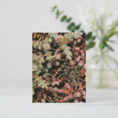 Krassula perforata postkarte (Stehend Vorderseite)