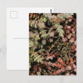 Krassula perforata postkarte (Vorne/Hinten)