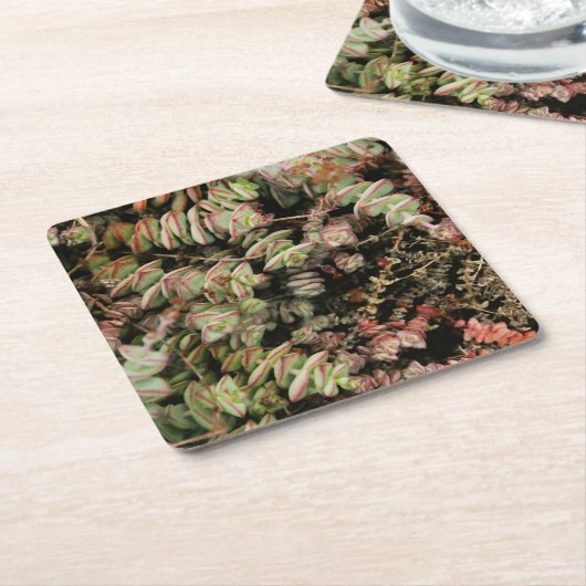 Krassula perforata rechteckiger pappuntersetzer (angewinkelt)