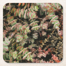 Krassula perforata rechteckiger pappuntersetzer