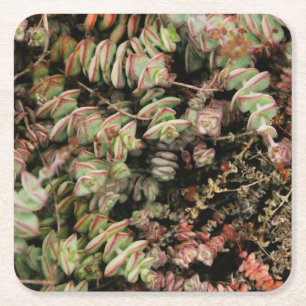 Krassula perforata rechteckiger pappuntersetzer