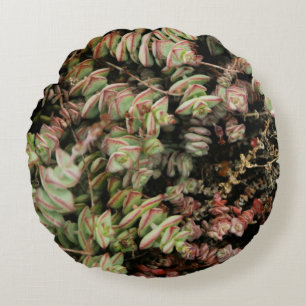 Krassula perforata rundes kissen