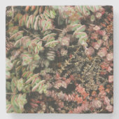 Krassula perforata steinuntersetzer (Vorderseite)