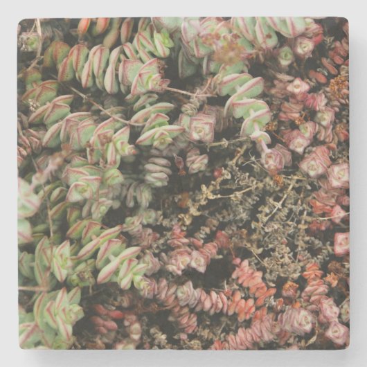 Krassula perforata steinuntersetzer (Vorderseite)