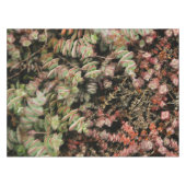 Krassula perforata tischdecke (Vorderseite (Horizontal))