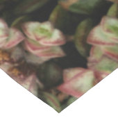 Krassula perforata tischdecke (Schrägansicht)