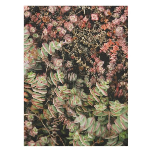 Krassula perforata tischdecke (Vorderseite)