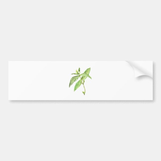 Kraut Autoaufkleber (Vorne)