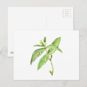 Kraut Postkarte (Vorne/Hinten)