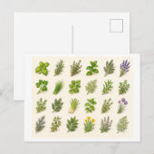 Kräuter Collage Postkarte (Vorne/Hinten)