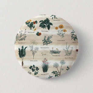 Kräuter Pflanze Blume Button