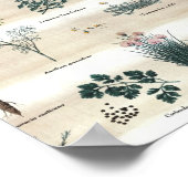 Kräuter Pflanze Blume Poster (Ecke)