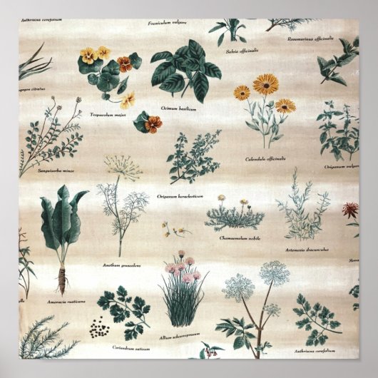 Kräuter Pflanze Blume Poster (Vorne)