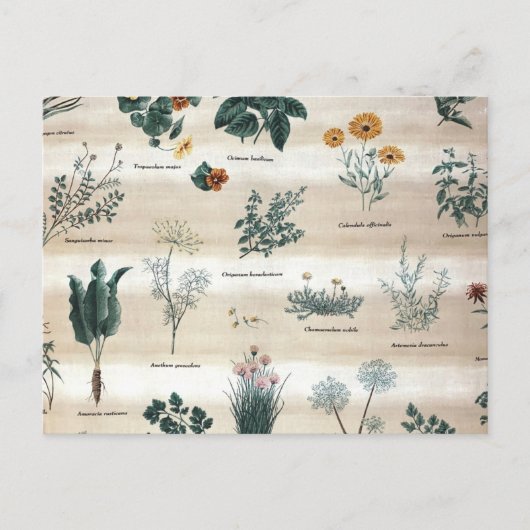 Kräuter Pflanze Blume Postkarte (Vorderseite)