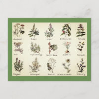 Kräuter und Gewürze Vollfarbige Illustrationen Pos