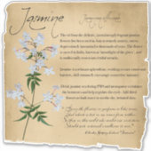 Kräuterapothecary: Jasmine | Botanischer Aufkleber (Vorderseite)