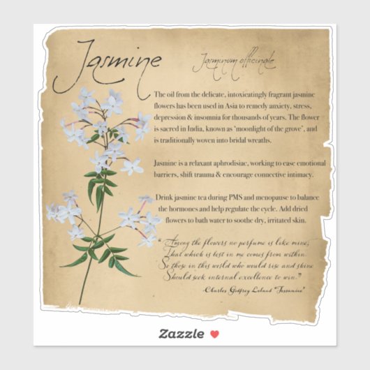 Kräuterapothecary: Jasmine | Botanischer Aufkleber (Blatt)