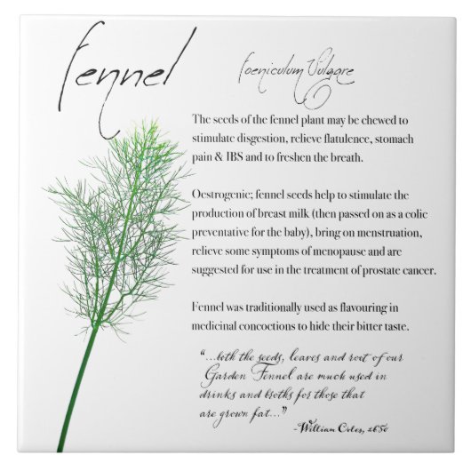 Kräuterapothekar: Fennel | KERAMIK Fliese (Vorderseite)