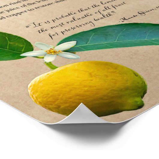 Kräuterapothekar: Lemon | Botanisches Poster (Ecke)