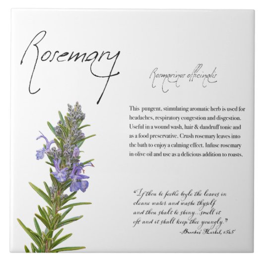 Kräuterapothekar: Rosemary | Botanischer Tile Fliese (Vorderseite)