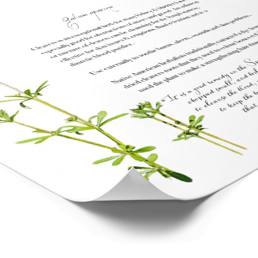 Kräuterapotheke: Keule | Value Paper Poster (Ecke)