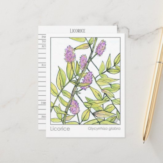 Kräuterkarton Licorice Herb Materia Medica Postkarte (Vorderseite/Rückseite Beispiel)