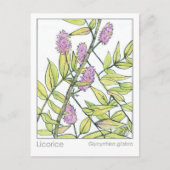 Kräuterkarton Licorice Herb Materia Medica Postkarte (Vorderseite)