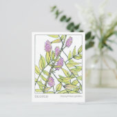 Kräuterkarton Licorice Herb Materia Medica Postkarte (Stehend Vorderseite)