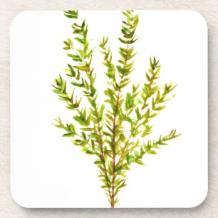 Kräuterpflanzen Botanischer Kräuterkraut, Aquarell Getränkeuntersetzer