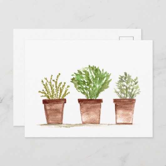 Kräutersalg, Rosmarin, Thymigarten Postkarte (Vorne/Hinten)