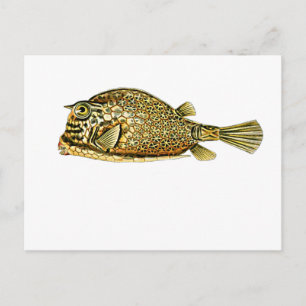 Krautfisch Postkarte