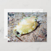 Krautfische Postkarte (Vorne/Hinten)