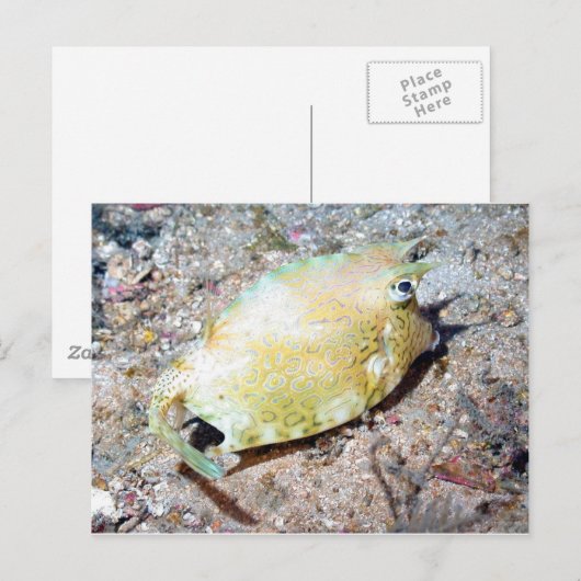 Krautfische Postkarte (Vorne/Hinten)