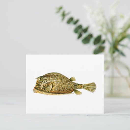 Krautfische Postkarte (Stehend Vorderseite)