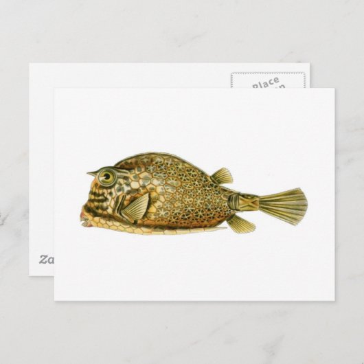 Krautfische Postkarte (Vorne/Hinten)