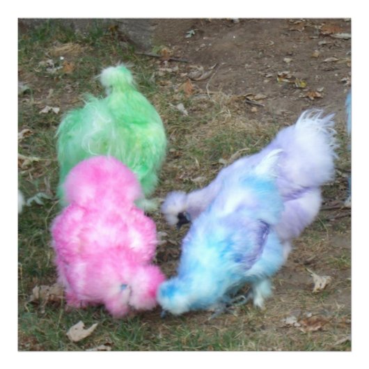 Krawatte Dyed Silkie Chickens in Pastellfarben Fotodruck (Vorne)