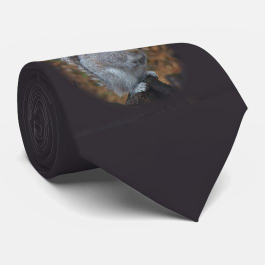 Krawatte Eastern Gray Eichhörnchen - Sciurus carol (Gerollt)