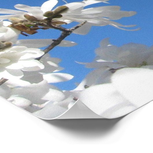 Krawatte Magnolia Poster (Ecke)
