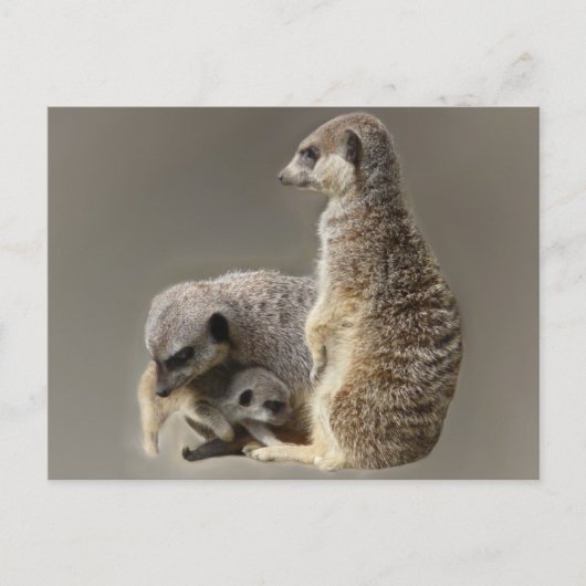 Krawatte Postkarte (Vorderseite)